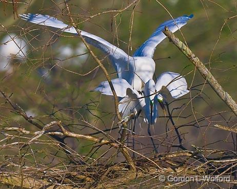 Breeding Egrets_45560.jpg - Great Egret (Ardea alba)Photographed at Lake Martin near Breaux Bridge, Louisiana, USA.